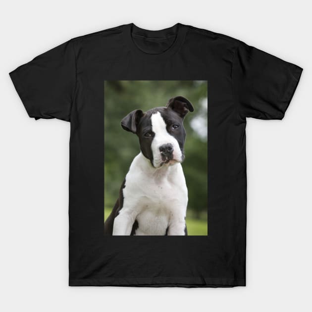 American Staffordshire Terrier Puppy Dog T-Shirt by ScienceSource